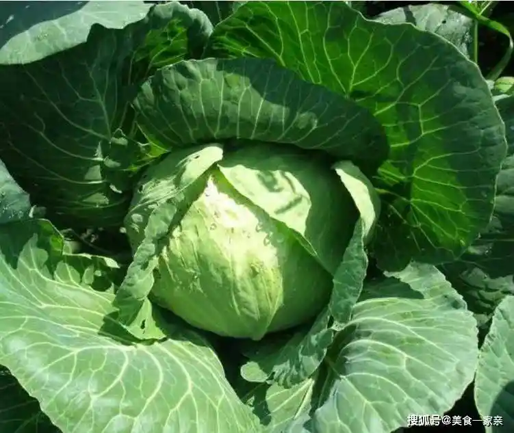 广东人吃鸡有多野?这几种神仙做法直接封神!