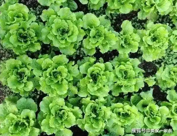 广东人吃鸡有多野?这几种神仙做法直接封神!