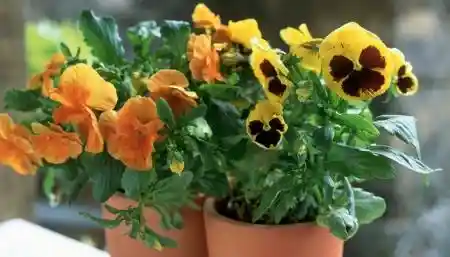 女性身材密码:体重与腰围的黄金比例揭秘